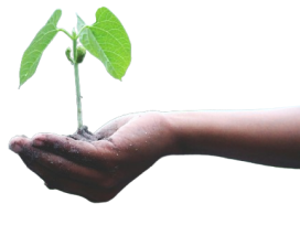 En bixoto compensamos el CO2 generado